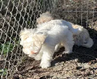 Stevie, a male Miniature Schnauzer for sale in Seattle, WA – Photo 5 of 10