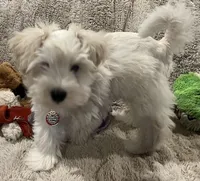 Stevie, a male Miniature Schnauzer for sale in Seattle, WA – Photo 7 of 10