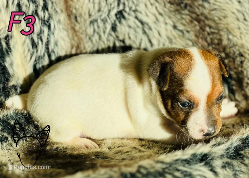 F3 – Jack Russell Terrier puppy for sale in Delta, CO
