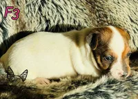 F3, a female Jack Russell Terrier for sale in Delta, CO – Photo 3 of 3