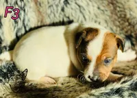 F3, a female Jack Russell Terrier for sale in Delta, CO – Photo 2 of 3