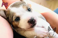 F6, a female Jack Russell Terrier for sale in Delta, CO – Photo 2 of 5