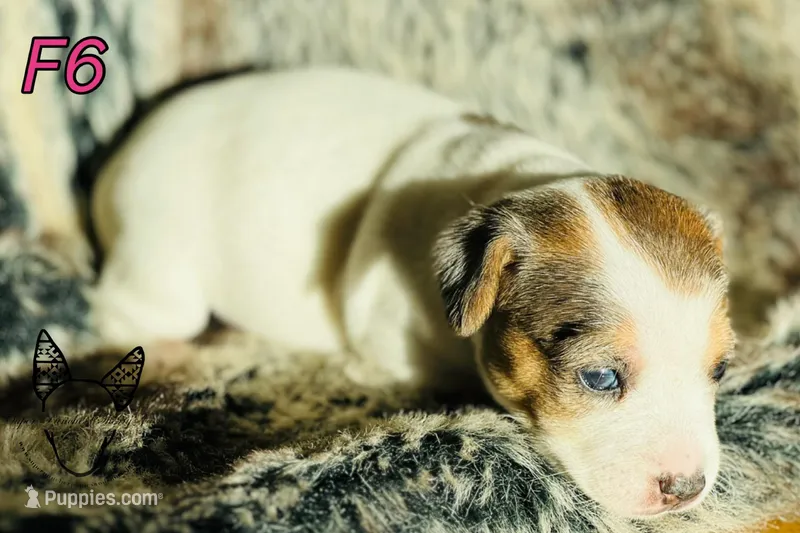 F6 – Jack Russell Terrier puppy for sale in Delta, CO