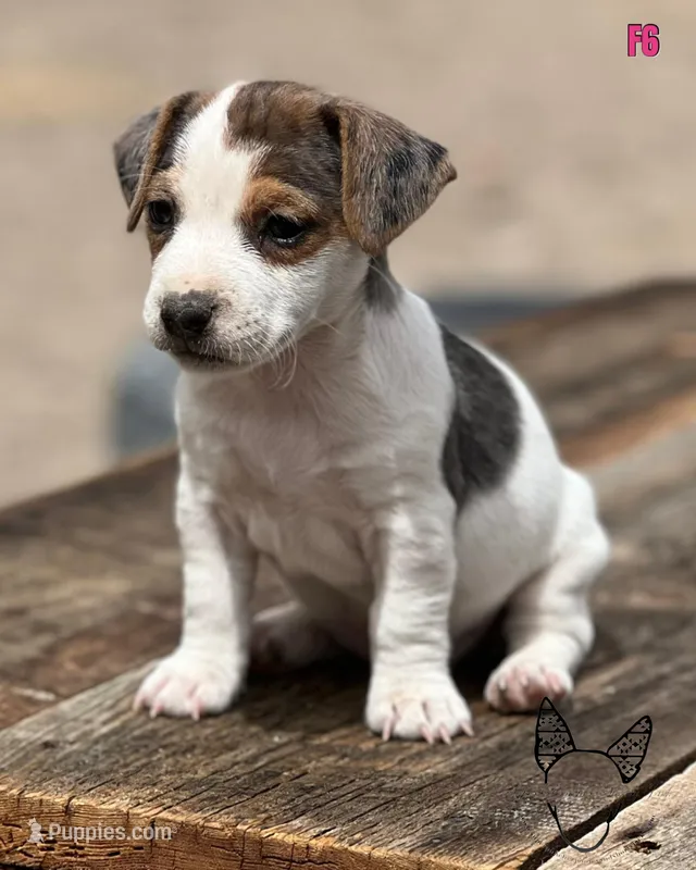 F6 – Jack Russell Terrier puppy for sale in Delta, CO
