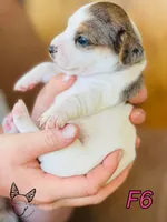 F6, a female Jack Russell Terrier for sale in Delta, CO – Photo 3 of 5