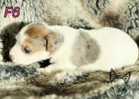 F6, a female Jack Russell Terrier for sale in Delta, CO – Photo 5 of 5