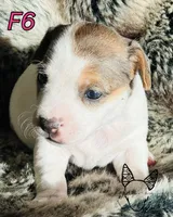 F6, a female Jack Russell Terrier for sale in Delta, CO – Photo 4 of 5