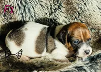 F1, a female Jack Russell Terrier for sale in Delta, CO – Photo 3 of 3