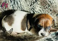 F1, a female Jack Russell Terrier for sale in Delta, CO – Photo 1 of 3