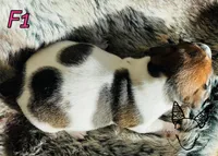 F1, a female Jack Russell Terrier for sale in Delta, CO – Photo 2 of 3