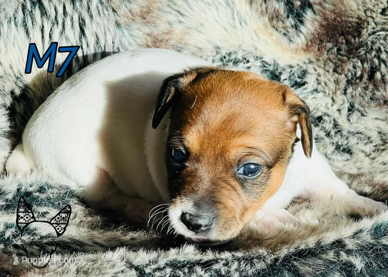 M7 – Jack Russell Terrier puppy for sale in Delta, CO