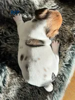 M7, a male Jack Russell Terrier for sale in Delta, CO – Photo 4 of 6