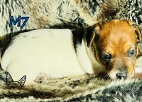 M7, a male Jack Russell Terrier for sale in Delta, CO – Photo 3 of 6