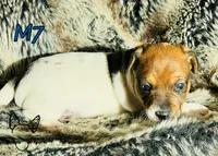 M7, a male Jack Russell Terrier for sale in Delta, CO – Photo 5 of 6