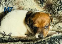 M7, a male Jack Russell Terrier for sale in Delta, CO – Photo 2 of 6