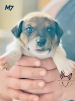 M7, a male Jack Russell Terrier for sale in Delta, CO – Photo 6 of 6