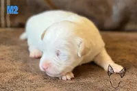 Boots M2, a male Jack Russell Terrier for sale in Delta, CO – Photo 2 of 3