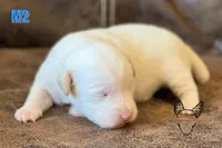 Boots M2, a male Jack Russell Terrier for sale in Delta, CO – Photo 3 of 3