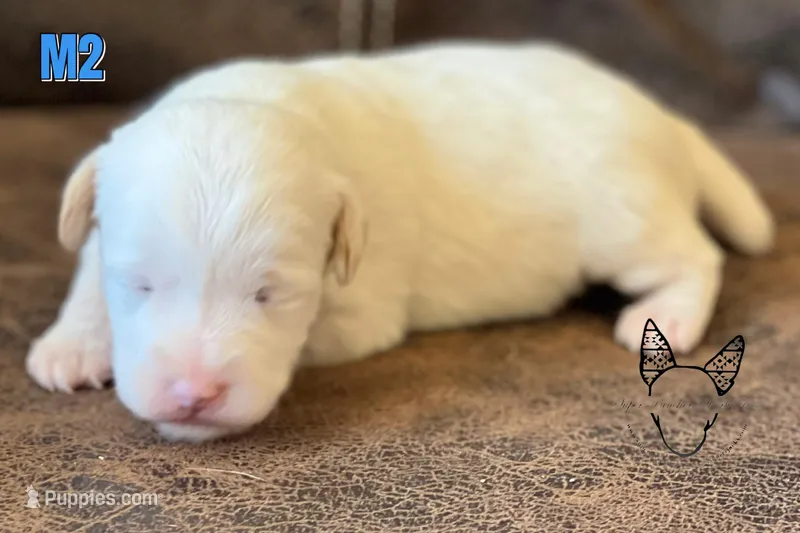 Boots M2 – Jack Russell Terrier puppy for sale in Delta, CO