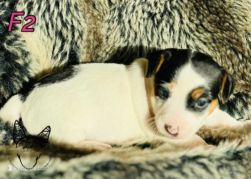 F2 – Jack Russell Terrier puppy for sale in Delta, CO