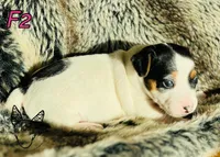 F2, a female Jack Russell Terrier for sale in Delta, CO – Photo 2 of 3