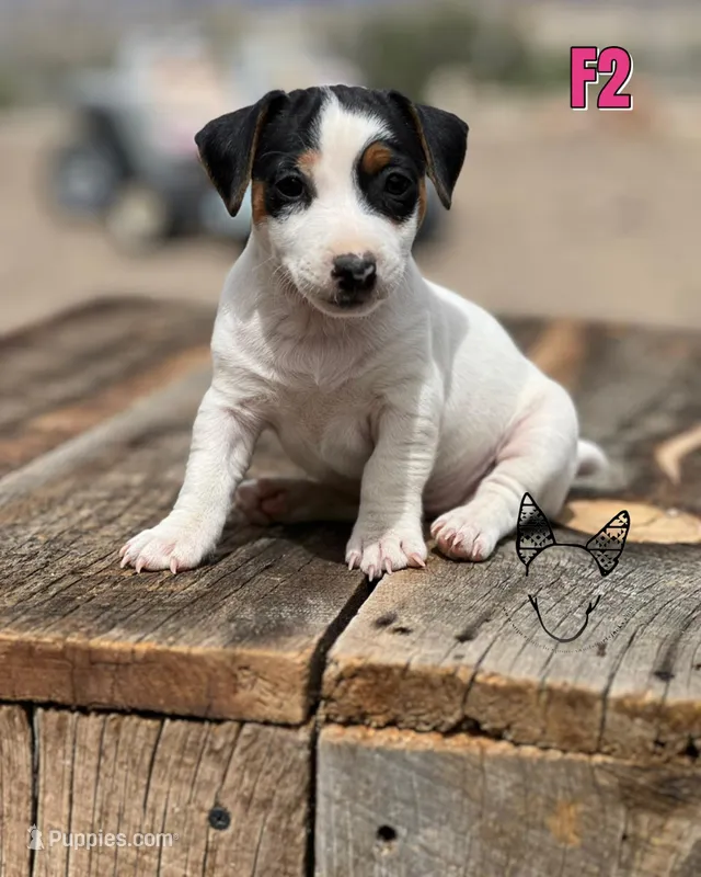 F2 – Jack Russell Terrier puppy for sale in Delta, CO
