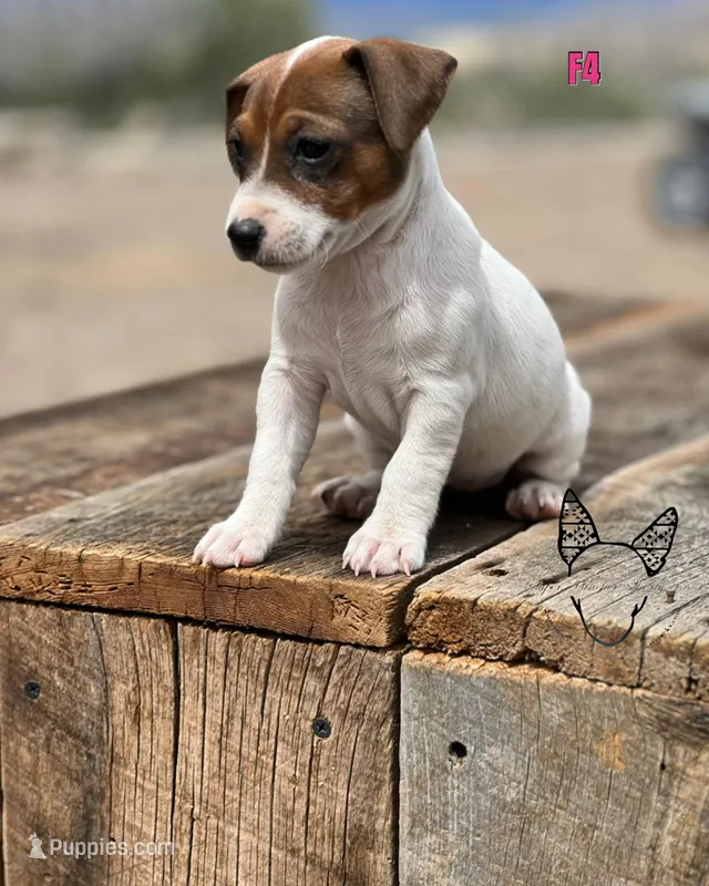 F4 – Jack Russell Terrier puppy for sale in Delta, CO