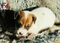 F4, a female Jack Russell Terrier for sale in Delta, CO – Photo 1 of 2