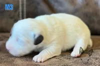 Boots M3, a male Jack Russell Terrier for sale in Delta, CO – Photo 2 of 3