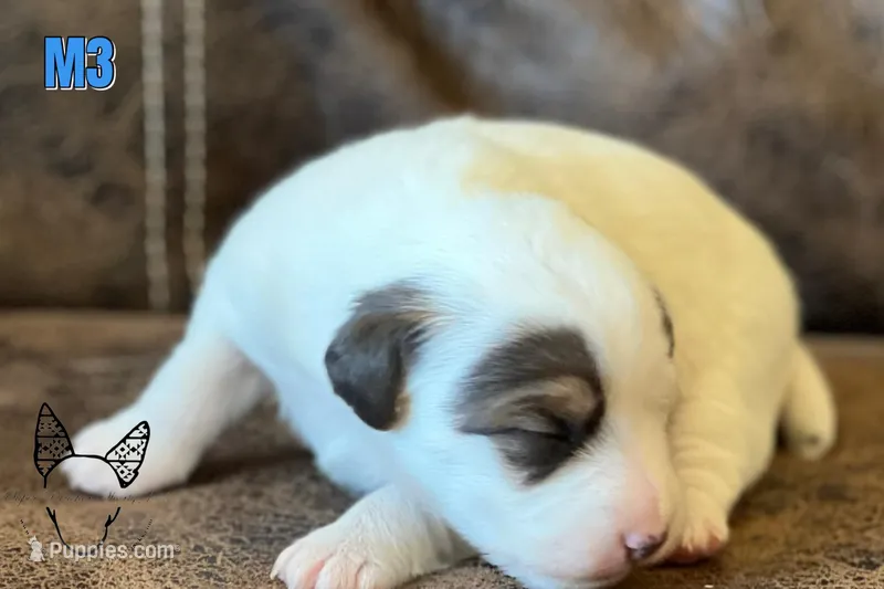 Boots M3 – Jack Russell Terrier puppy for sale in Delta, CO