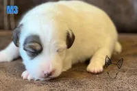 Boots M3, a male Jack Russell Terrier for sale in Delta, CO – Photo 3 of 3