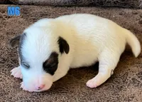 Boots M6, a male Jack Russell Terrier for sale in Delta, CO – Photo 4 of 6