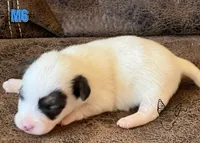 Boots M6, a male Jack Russell Terrier for sale in Delta, CO – Photo 5 of 6