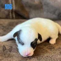 Boots M6, a male Jack Russell Terrier for sale in Delta, CO – Photo 3 of 6