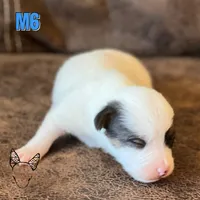 Boots M6, a male Jack Russell Terrier for sale in Delta, CO – Photo 2 of 6