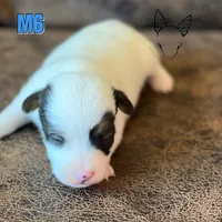 Boots M6, a male Jack Russell Terrier for sale in Delta, CO – Photo 6 of 6