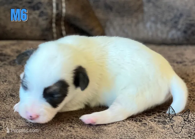Boots M6 – Jack Russell Terrier puppy for sale in Delta, CO