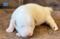 Boots M1, a male Jack Russell Terrier for sale in Delta, CO – Photo 2 of 3