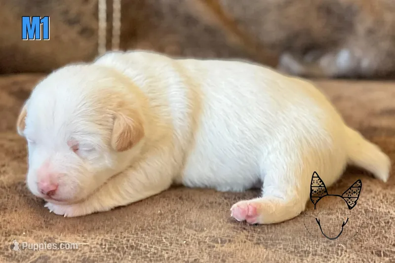 Boots M1 – Jack Russell Terrier puppy for sale in Delta, CO