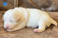 Boots M1, a male Jack Russell Terrier for sale in Delta, CO – Photo 1 of 3