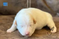 Boots M1, a male Jack Russell Terrier for sale in Delta, CO – Photo 3 of 3