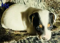 M5, a male Jack Russell Terrier for sale in Delta, CO – Photo 3 of 3