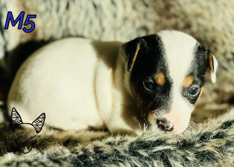 M5 – Jack Russell Terrier puppy for sale in Delta, CO