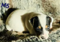 M5, a male Jack Russell Terrier for sale in Delta, CO – Photo 2 of 3