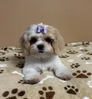 processed/26d39116-d997-49a2-b3b5-33e4c3d5a167/listing/1253ce77-40fc-4be5-b13c-883760376720/fa53350d-e163-47bc-a5f1-ff00280022c6