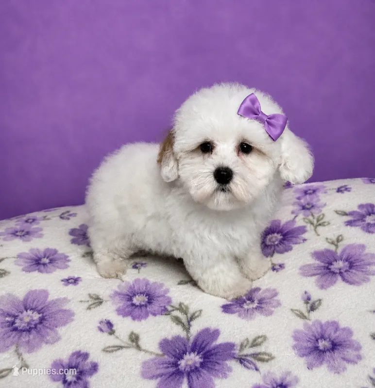 Leia – Maltipoo, Poodle - Miniature  puppy for sale in Attleboro, MA