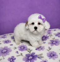 Leia, a female Maltipoo and Poodle - Miniature  for sale in Attleboro, MA – 1 of 3