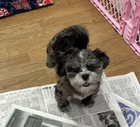 Chevy, a male Shihpoo and Shih Tzu for sale in Attleboro, MA – 4 of 4