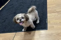 Prince, a male Shih Tzu for sale in Attleboro, MA – 3 of 4