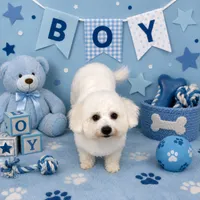 Zippy, a male Bichon Frise for sale in Attleboro, MA – 1 of 1